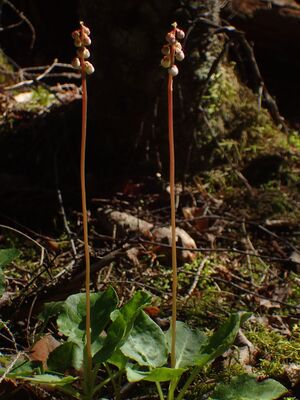 Perlevintergrøenn BH.JPG