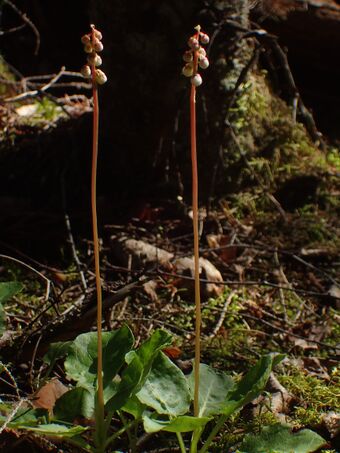 Perlevintergrøenn BH.JPG