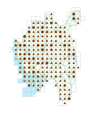 Persicaria hydropiper.png