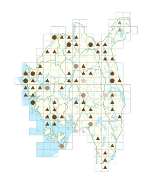 Persicaria lapathifolia subsp. lapathifolia.png