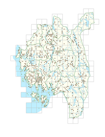 Persicaria maculosa 1.png