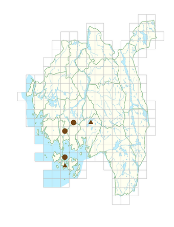 Petasites hybridus.png