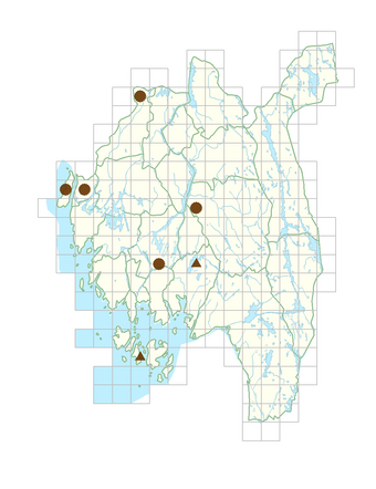 Petasites japonicus.png