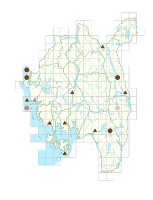 Petrosedum rupestre.png