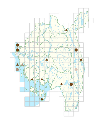 Petrosedum rupestre.png
