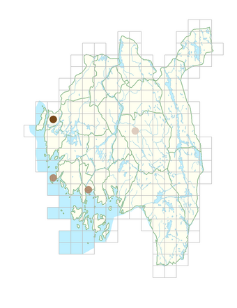 Petroselinum crispum.png