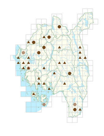 Phacelia tanacetifolia.png