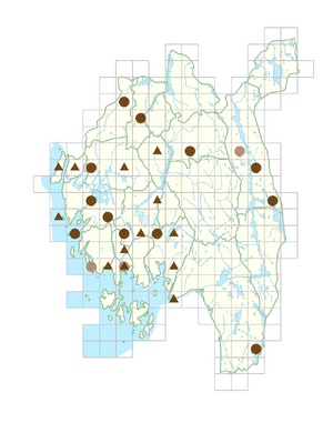 Phedimus hybridus.png