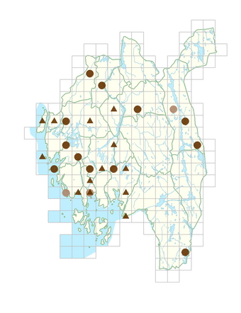 Phedimus hybridus.png