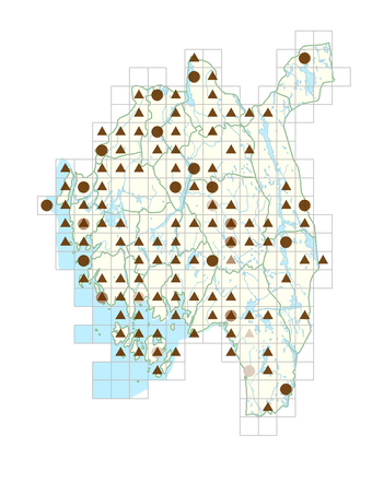 Phedimus spurius.png