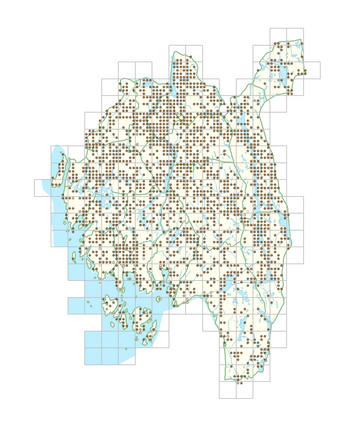 Phleum pratense subsp. pratense 1.png