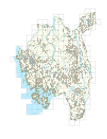Phragmites australis 1.png