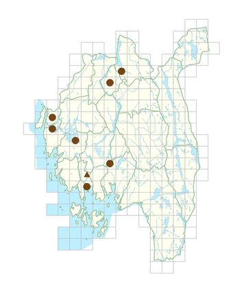 Physalis peruviana.png