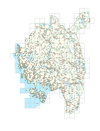 Pilosella officinarum 1.png