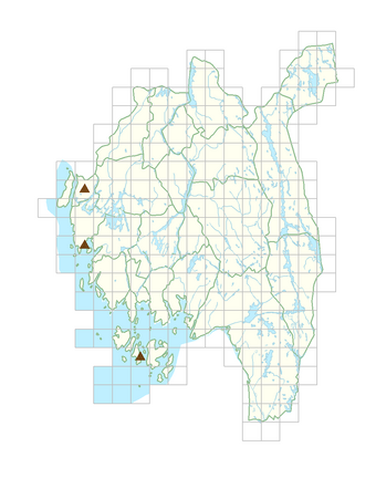 Pinus mugo subsp. uncinata.png