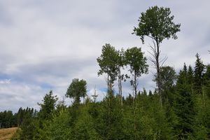 Pisud under Skinnarbøl Kongsvinger osp.jpg