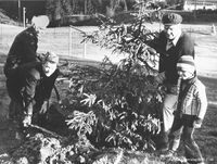 Et permanent juletre plantes på leikeplassen på Prestegårdsjordet i Røyken i 1975. (Ole Sønju)