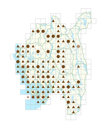 Plantago maritima subsp. maritima.png