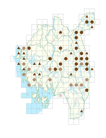 Platanthera bifolia subsp. latiflora.png