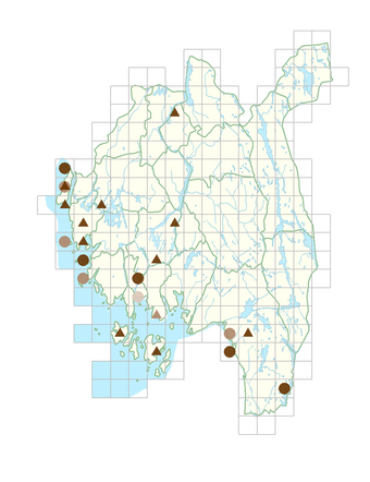 Poa alpina var. alpina.png