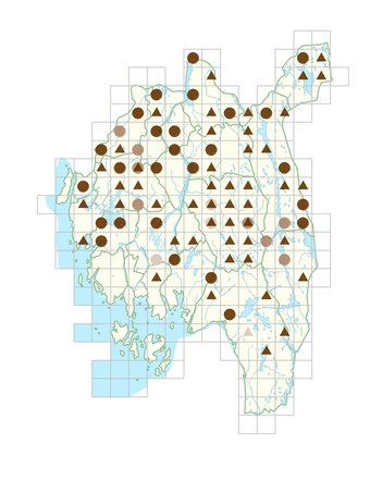 Polemonium caeruleum.png