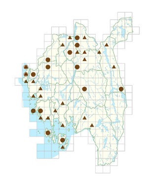 Polygonatum multiflorum.png