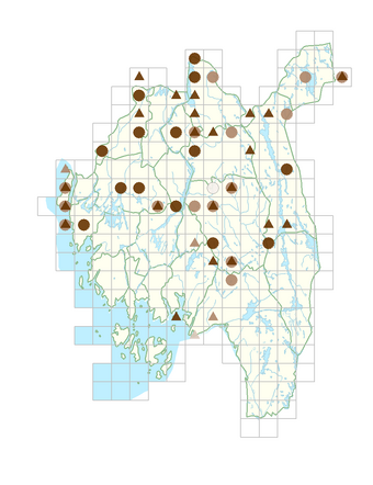 Polygonatum verticillatum.png