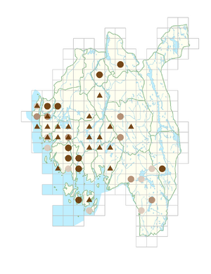 Polygonum arenastrum.png