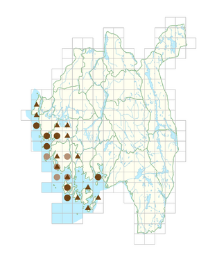 Polygonum excelsius.png