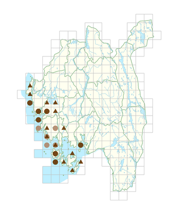 Polygonum excelsius.png