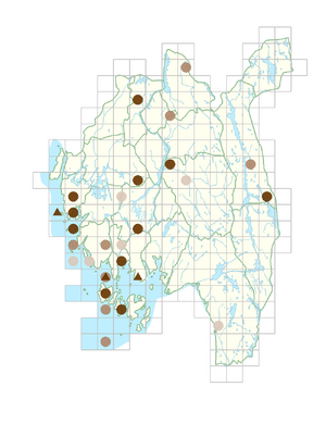 Polygonum neglectum.png