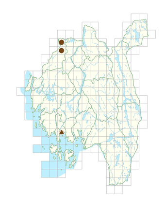 Polygonum rurivagum.png