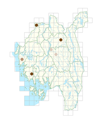 Populus balsamifera 'Elongata'.png
