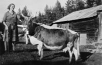 Inga Langås med ei gild Telemarksku. Bildet er tatt på plassen Langås i Lurdalen i Øvre Eiker kommune i 1925. Foto: ukjent