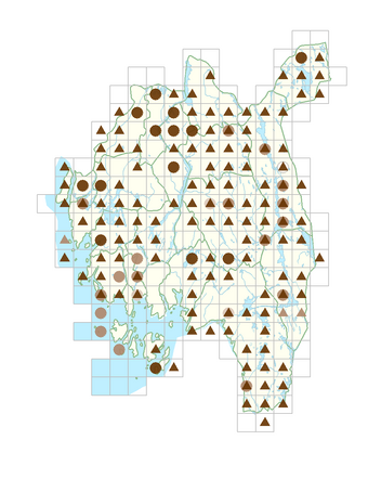 Potamogeton natans.png