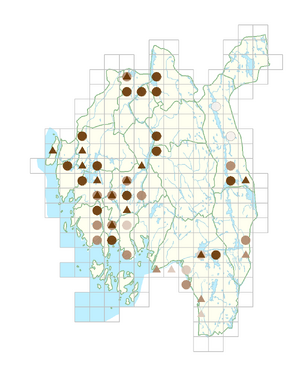 Potamogeton perfoliatus.png