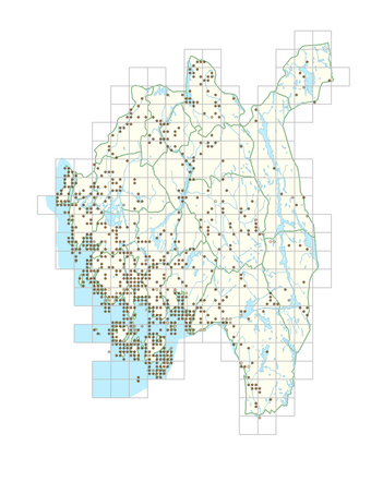 Potentilla anserina subsp. anserina 1.png