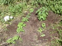 55. Potetgras Bergenga.jpg