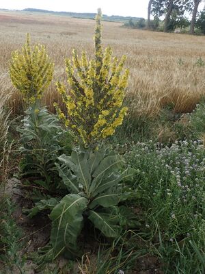 Praktkongslys BH.jpg