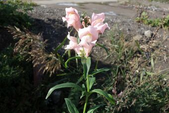 Prydløvemunn OBB.jpg