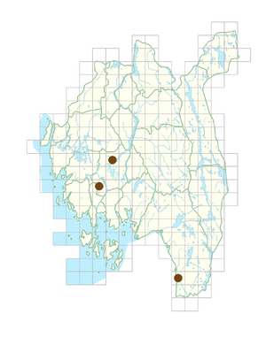 Pulmonaria rubra.png