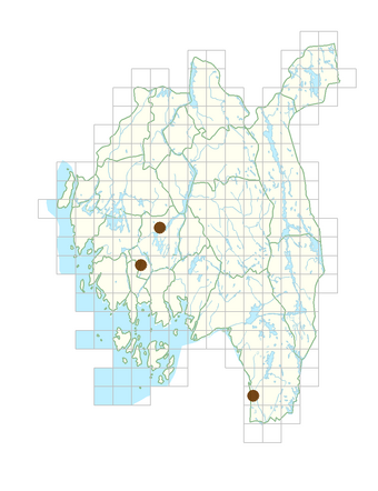 Pulmonaria rubra.png