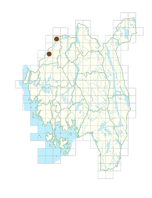 Pulmonaria saccharata.png