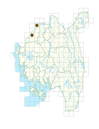 Pulmonaria saccharata.png