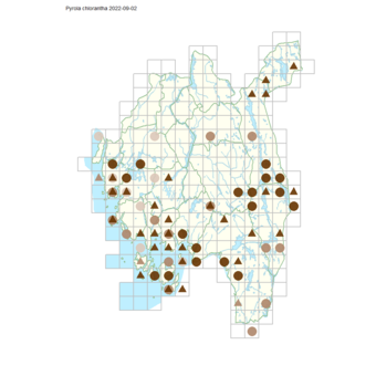 Pyrola chlorantha.png