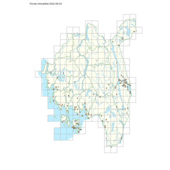 Pyrola chlorantha 1.png