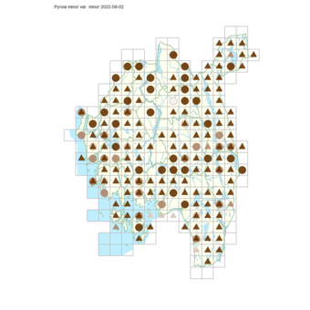 Pyrola minor var. minor.png