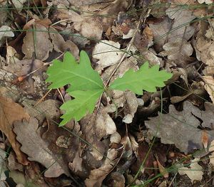 Quercus robur1 ies.jpg