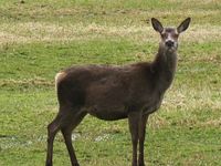 131. R0851cng Cervus elaphus.jpg