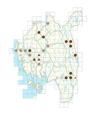 Ranunculus peltatus.png